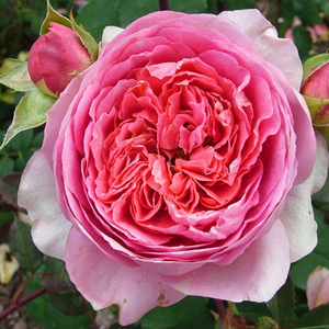 Интернет-Магазин Растений - Poзa Амандин Шанель - розовая - Ностальгическая роза - роза с тонким запахом - Доминик Массад - Малиново-розовые цветы раскрываются в группах, обратная сторона лепесков белая. 